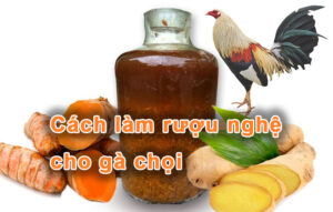 Cách làm rượu nghệ cho gà chọi đá dai sức, đỡ đòn tốt